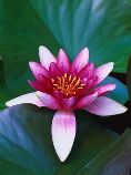 Meditation / Mindfulness Tuition. lotusflower